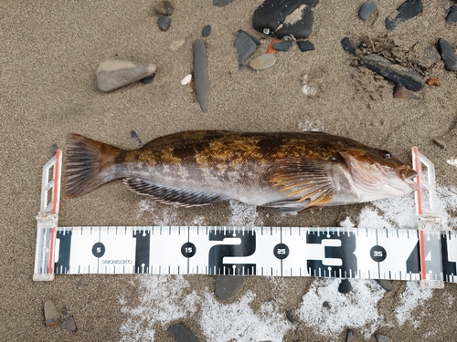 アイナメの釣果