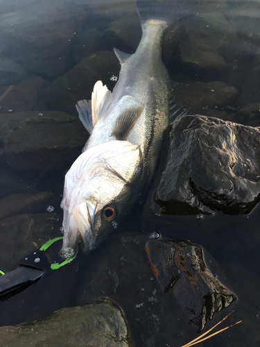 シーバスの釣果