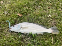 オオニベの釣果