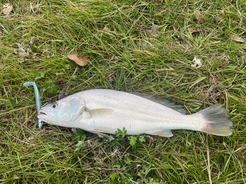 シログチの釣果