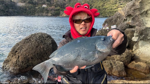 メジナの釣果