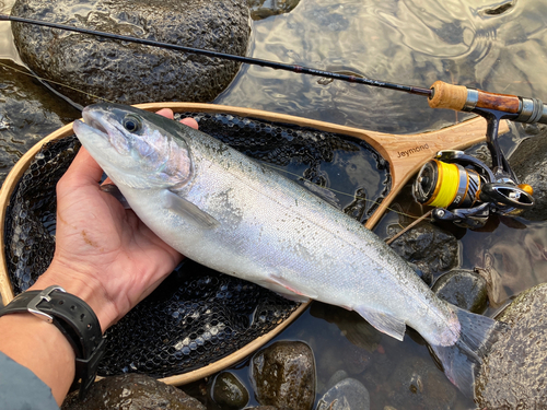 ニジマスの釣果