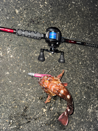 カサゴの釣果