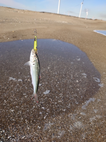 コノシロの釣果