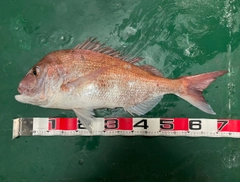 マダイの釣果
