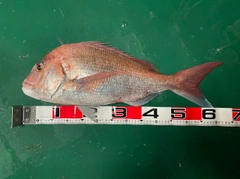 マダイの釣果