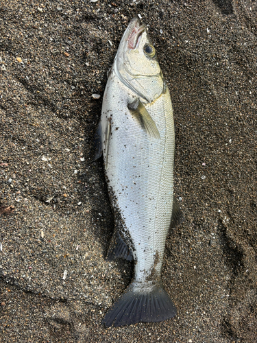 スズキの釣果