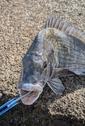 チヌの釣果