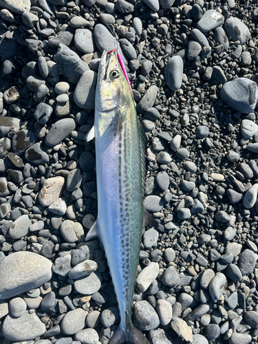 サゴシの釣果