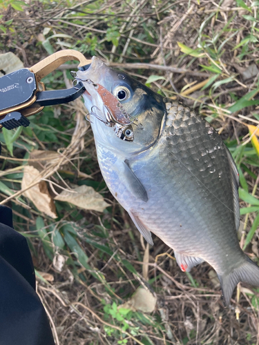 ヘラブナの釣果