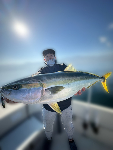 ハマチの釣果