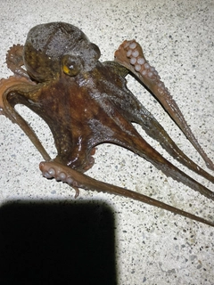 タコの釣果