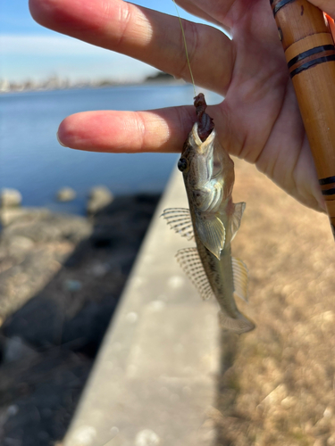 マハゼの釣果