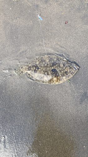 ガンゾウビラメの釣果