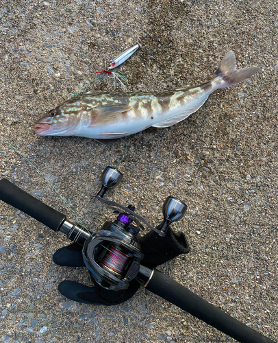 ホッケの釣果