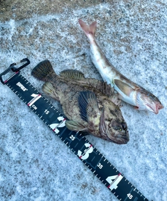 オウゴンムラソイの釣果