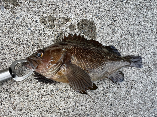 ガヤの釣果