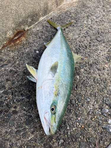 ハマチの釣果