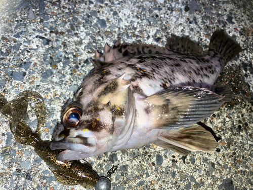 オウゴンムラソイの釣果