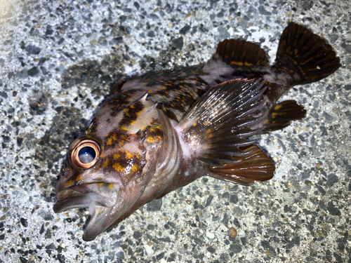 オウゴンムラソイの釣果