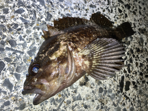 ムラソイの釣果