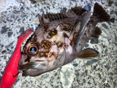 オウゴンムラソイの釣果