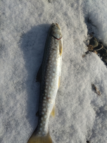 アメマスの釣果