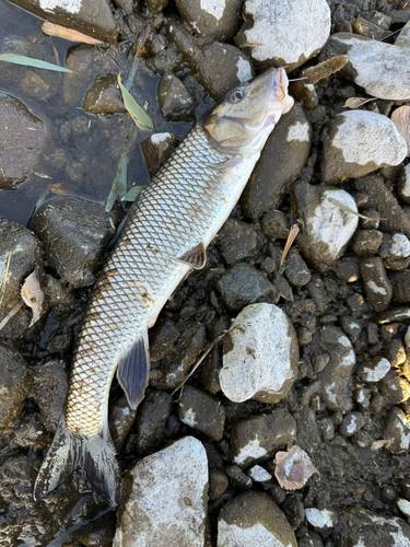 ニゴイの釣果