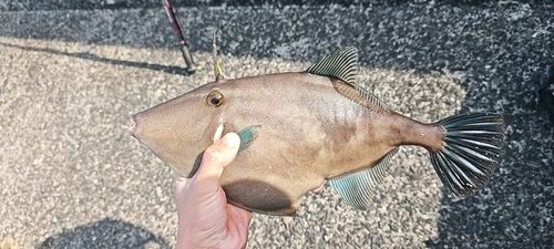 ウマヅラハギの釣果