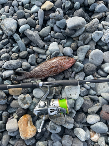 オオモンハタの釣果