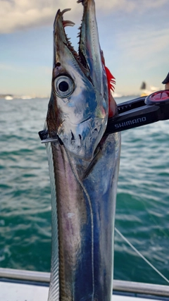 タチウオの釣果