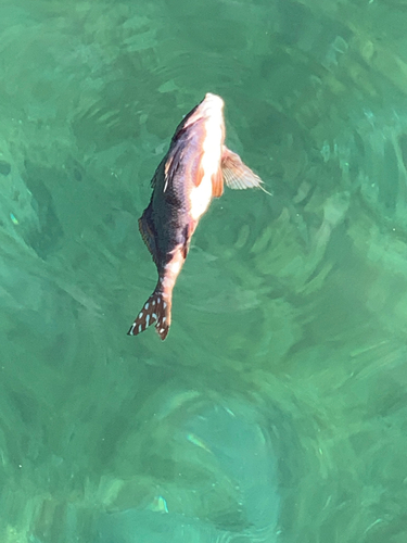 タカノハダイの釣果