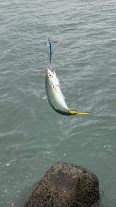 サバの釣果