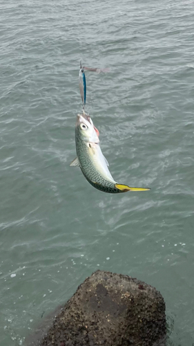 サバの釣果