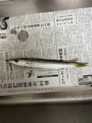 アカカマスの釣果