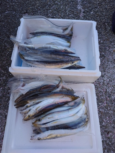 カマスの釣果