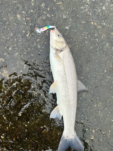 ウグイの釣果