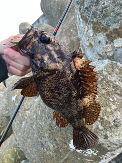 ムラソイの釣果