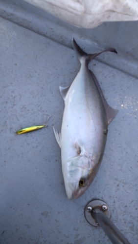 カンパチの釣果