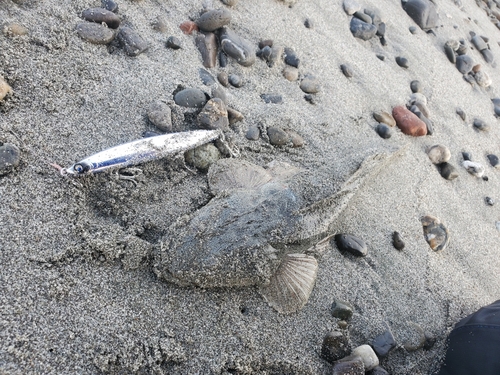 マゴチの釣果