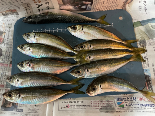 アジの釣果