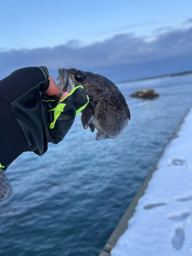 クロソイの釣果