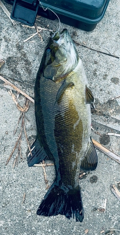 スモールマウスバスの釣果