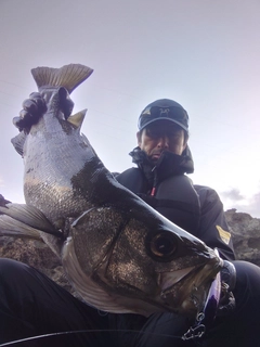 ヒラスズキの釣果