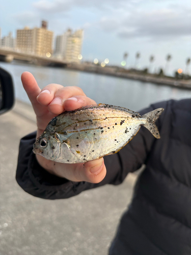 ヒイラギの釣果