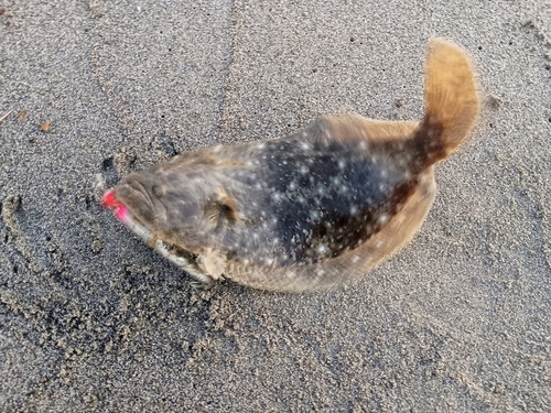 ヒラメの釣果