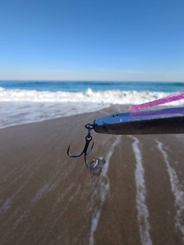 カニの釣果