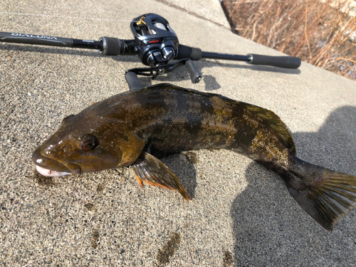 アイナメの釣果