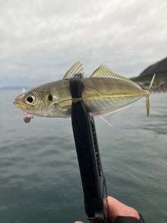 マアジの釣果