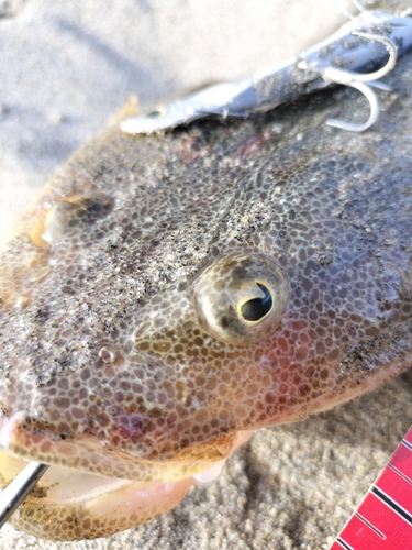 マゴチの釣果